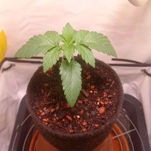 Liberated Orange growlog timeline photo