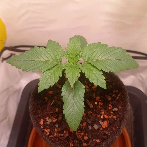 Liberated Orange growlog timeline photo