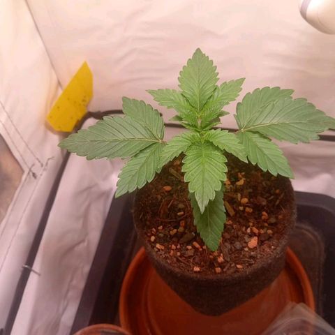 Liberated Orange growlog timeline photo