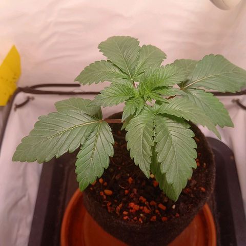Liberated Orange growlog timeline photo