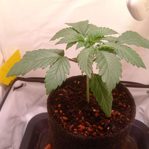 Liberated Orange growlog timeline photo
