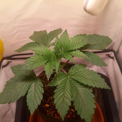 Liberated Orange growlog timeline photo