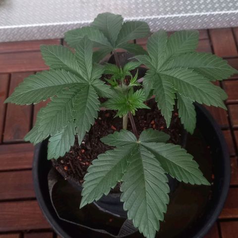Liberated Orange growlog timeline photo