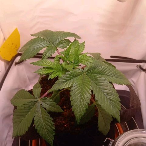 Liberated Orange growlog timeline photo