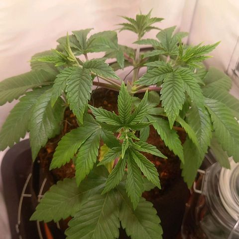 Liberated Orange growlog timeline photo