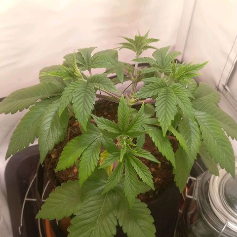 Liberated Orange growlog timeline photo