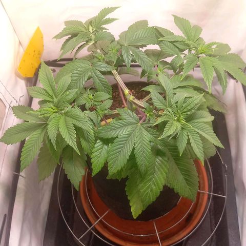 Liberated Orange growlog timeline photo