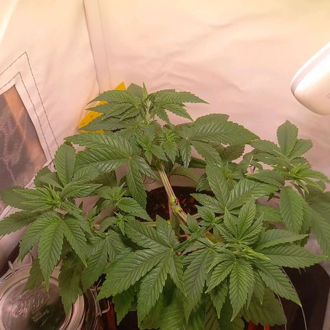 Liberated Orange growlog timeline photo