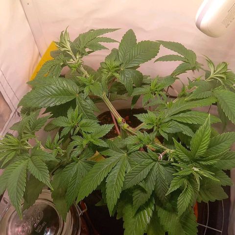 Liberated Orange growlog timeline photo