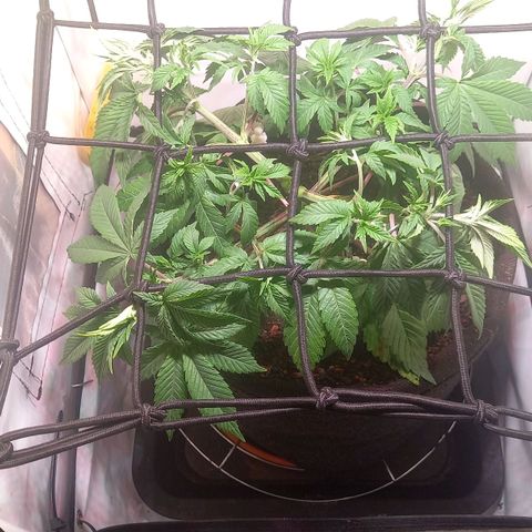 Liberated Orange growlog timeline photo