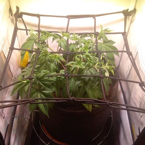 Liberated Orange growlog timeline photo