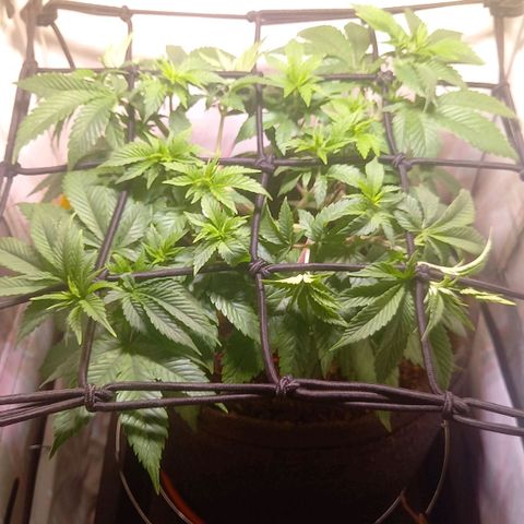 Liberated Orange growlog timeline photo