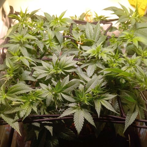 Liberated Orange growlog timeline photo