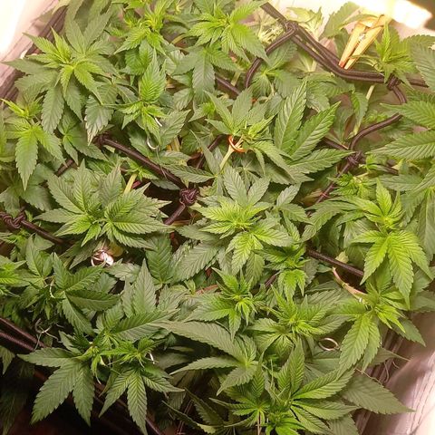 Liberated Orange growlog timeline photo