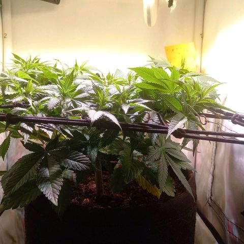 Liberated Orange growlog timeline photo