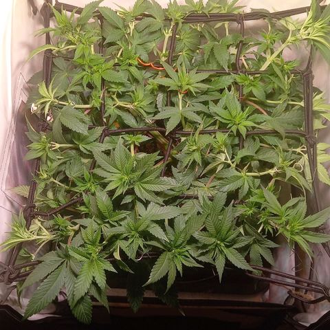 Liberated Orange growlog timeline photo