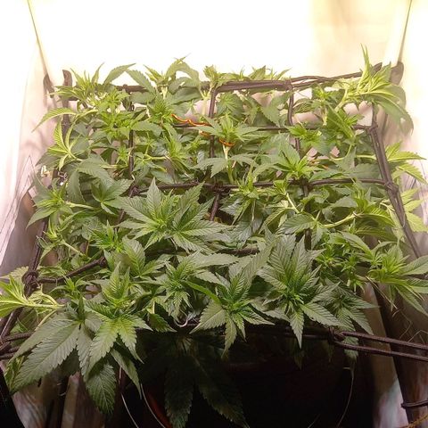Liberated Orange growlog timeline photo