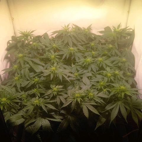 Liberated Orange growlog timeline photo