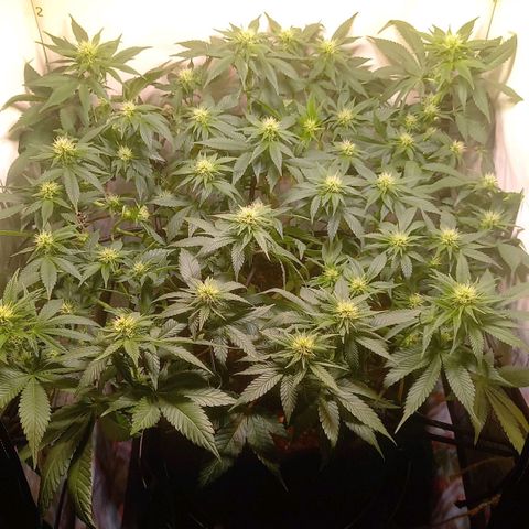 Liberated Orange growlog timeline photo