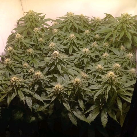Liberated Orange growlog timeline photo