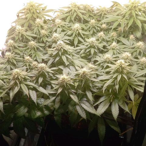 Liberated Orange growlog timeline photo