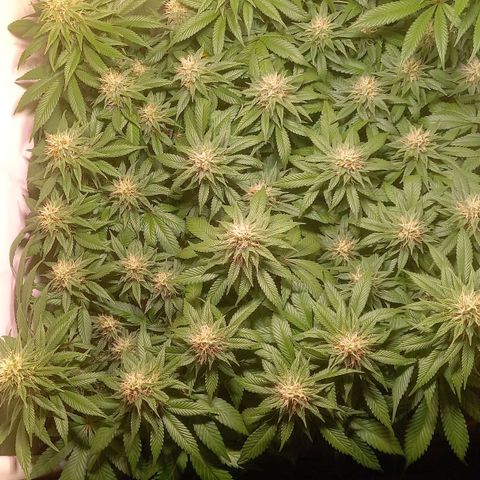 Liberated Orange growlog timeline photo