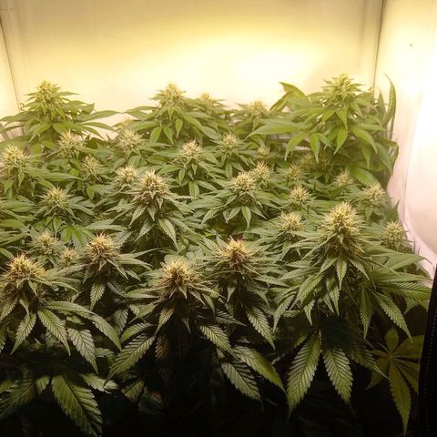 Liberated Orange growlog timeline photo