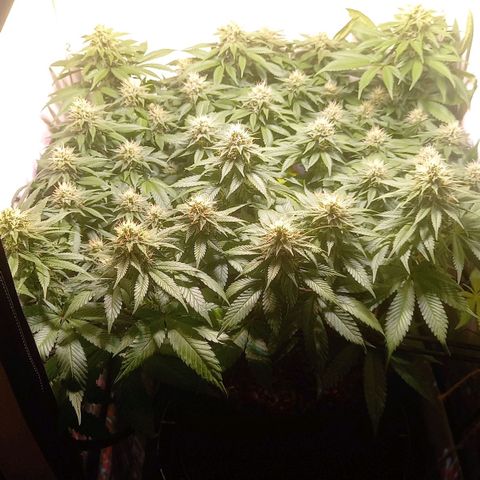 Liberated Orange growlog timeline photo