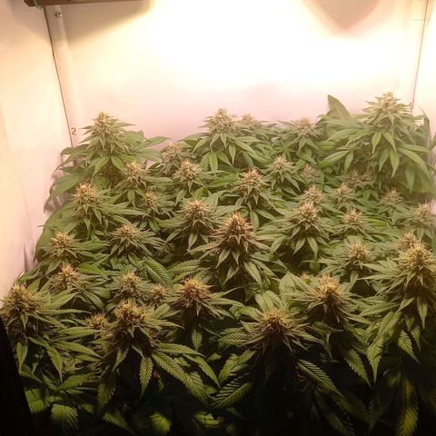 Liberated Orange growlog timeline photo