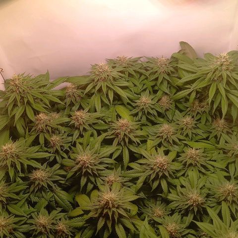 Liberated Orange growlog timeline photo