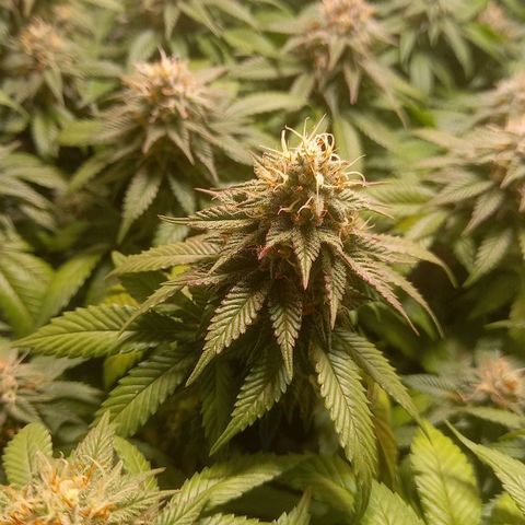 Liberated Orange growlog timeline photo