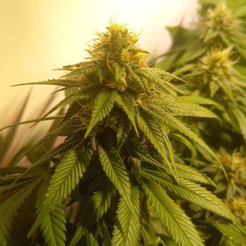 Liberated Orange growlog timeline photo