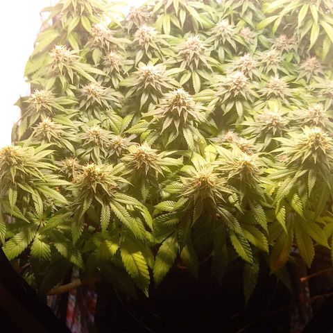 Liberated Orange growlog timeline photo