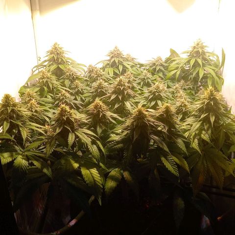 Liberated Orange growlog timeline photo