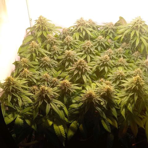 Liberated Orange growlog timeline photo