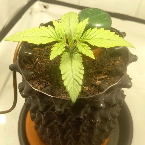 L.A. Amnesia growlog timeline photo
