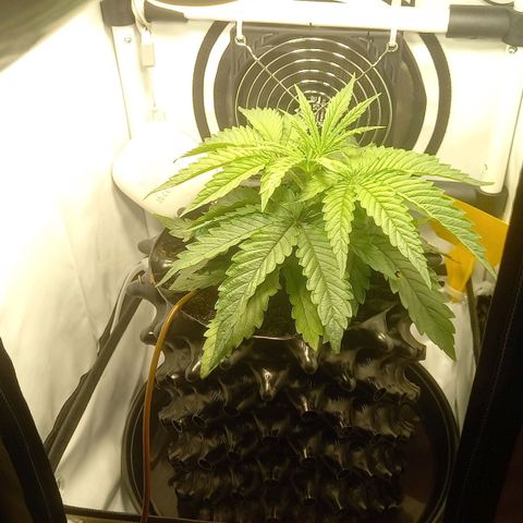 L.A. Amnesia growlog timeline photo