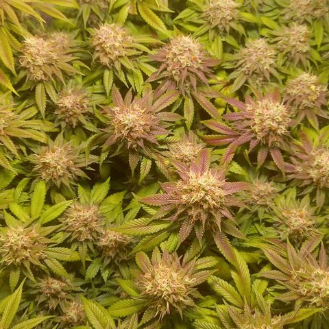 Liberated Orange growlog timeline photo