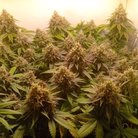 Liberated Orange growlog timeline photo