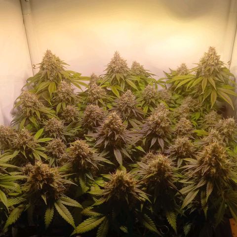 Liberated Orange growlog timeline photo