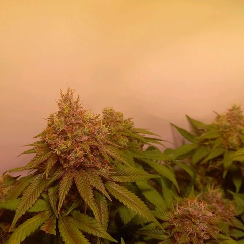 Liberated Orange growlog timeline photo