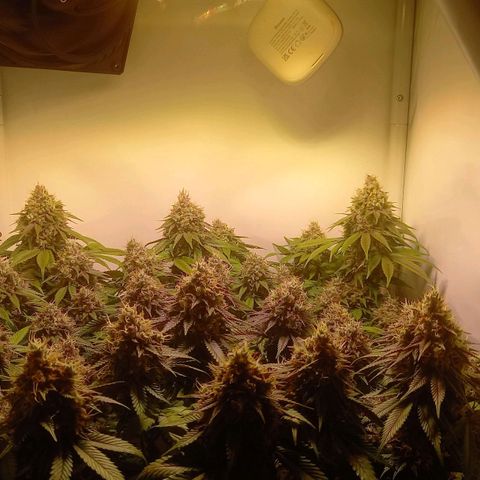 Liberated Orange growlog timeline photo