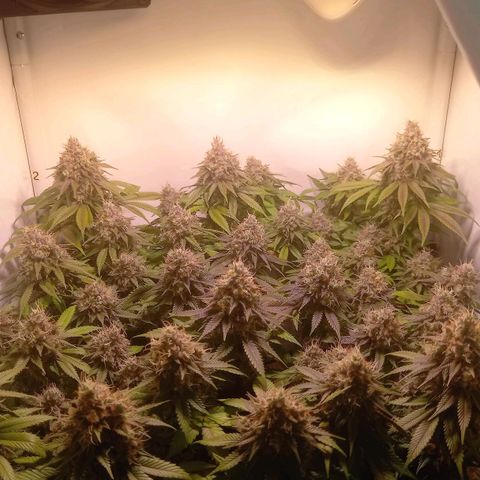 Liberated Orange growlog timeline photo