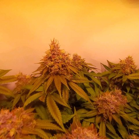 Liberated Orange growlog timeline photo