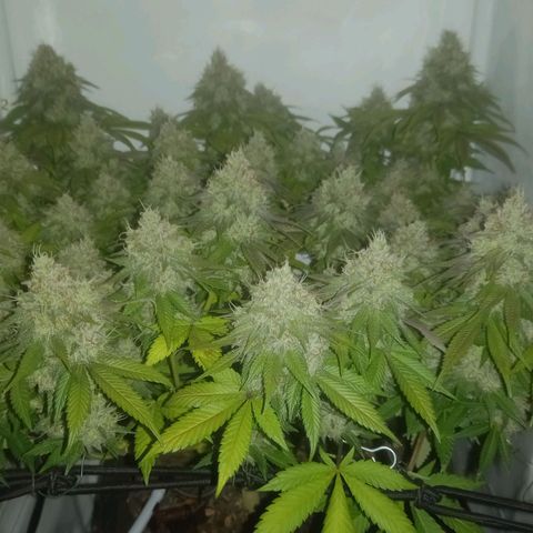 Liberated Orange growlog timeline photo