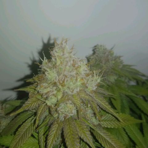 Liberated Orange growlog timeline photo