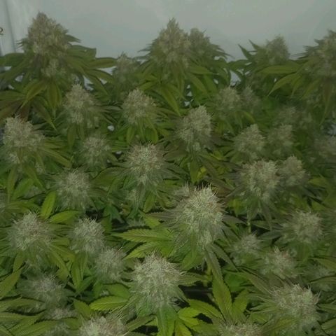 Liberated Orange growlog timeline photo
