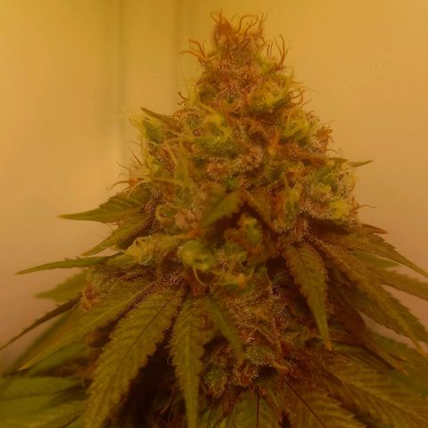 Liberated Orange growlog timeline photo