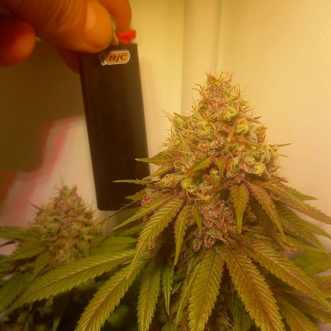 Liberated Orange growlog timeline photo
