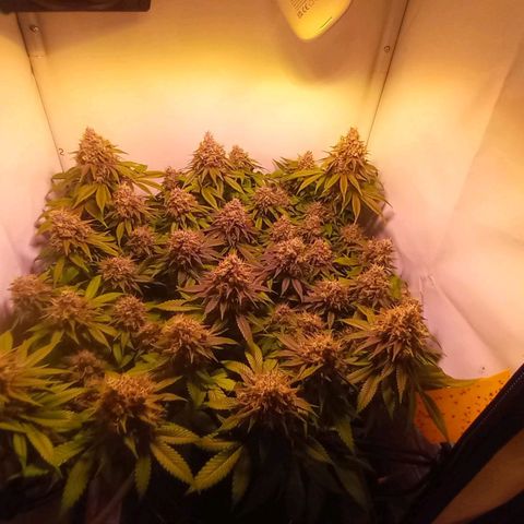 Liberated Orange growlog timeline photo